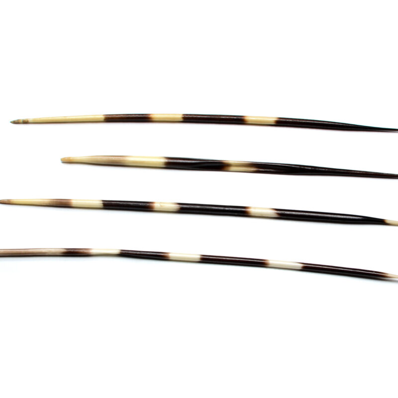 Natural African porcupine quills, ethically-sourced for crafting and jewelry